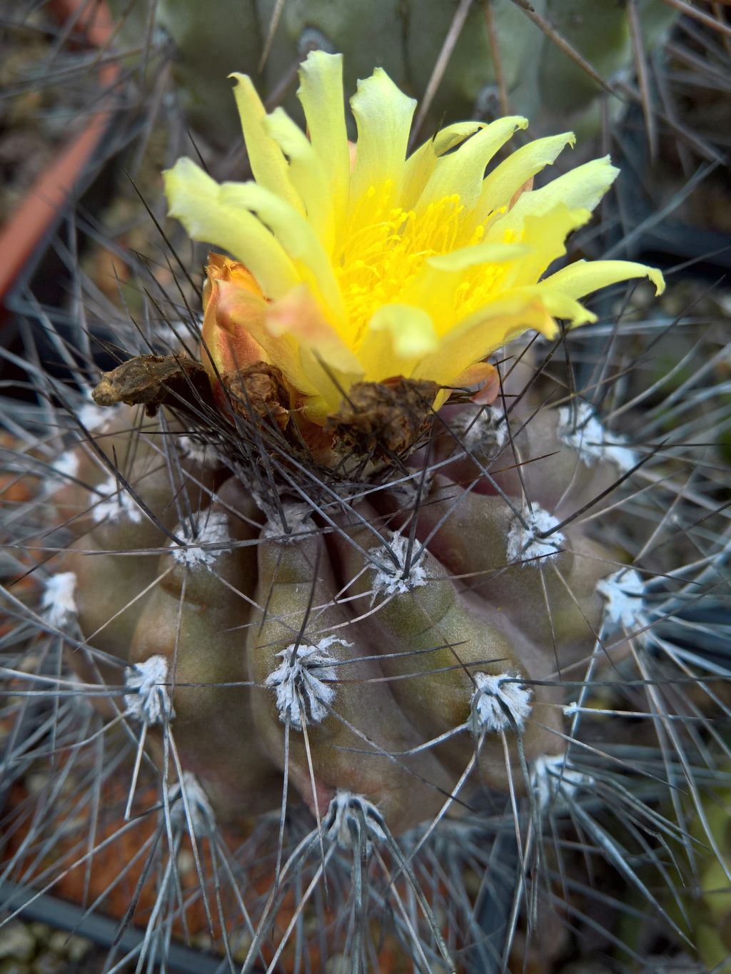 Copiapoa humilis